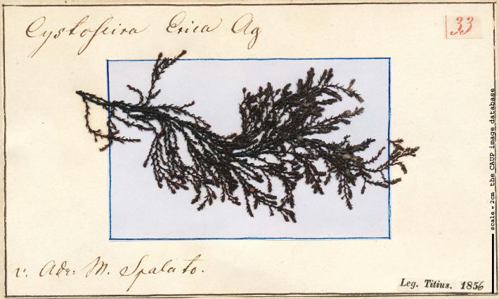 cystoseira sp_33.jpg